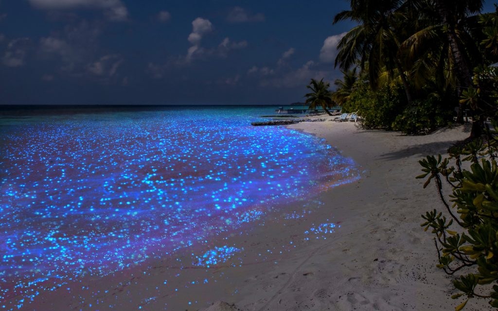 Sea of Stars, Vaadhoo Island — Maldives